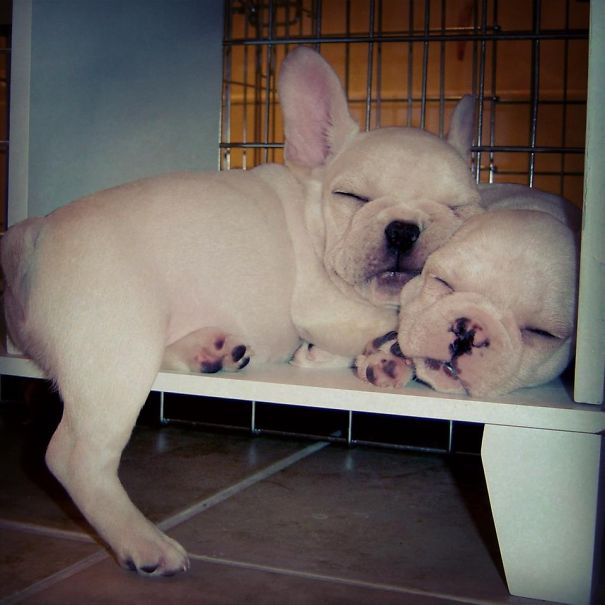 1 Cubby, 2 Best Friends, At 8 Weeks Old