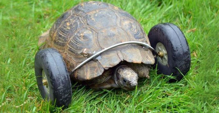 90-Year-Old Tortoise Whose Legs Were Eaten By Rats Gets Prosthetic Wheels And Goes Twice As Fast