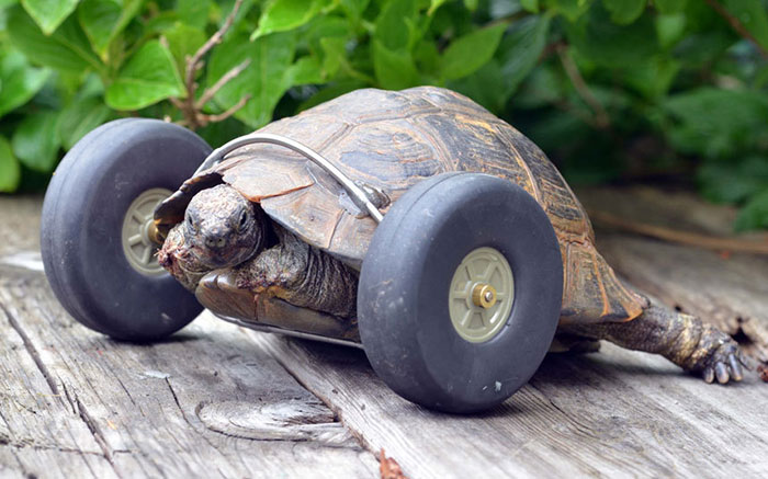 90-Year-Old Tortoise Whose Legs Were Eaten By Rats Gets Prosthetic Wheels And Goes Twice As Fast 90-Year-Old Tortoise Whose Legs Were Eaten By Rats Gets Prosthetic Wheels And Goes Twice As Fast