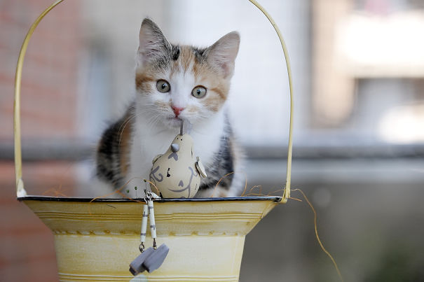Little Paula Loves The Flower Pot. And The Wooden Birdie.
