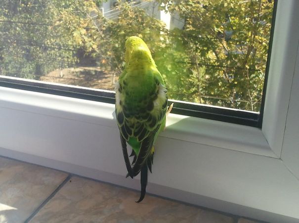 #budgie
