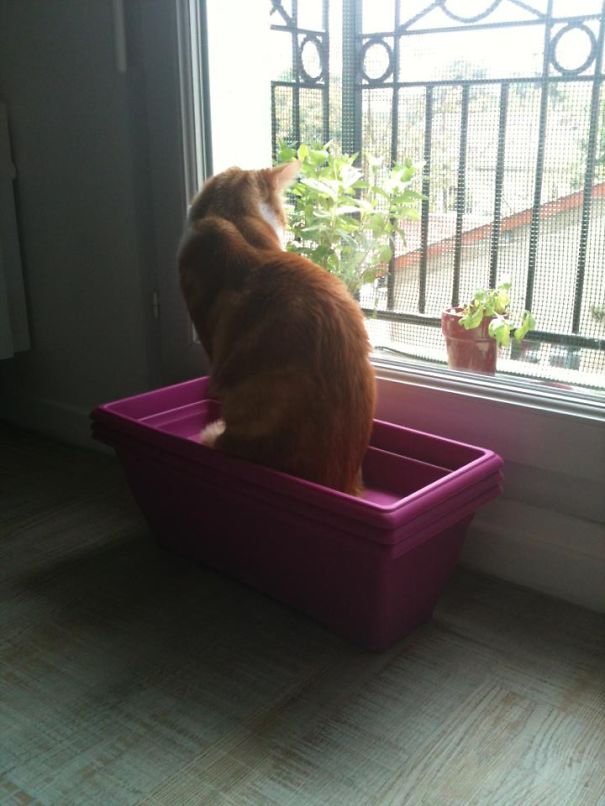 Gadget In The New Pots