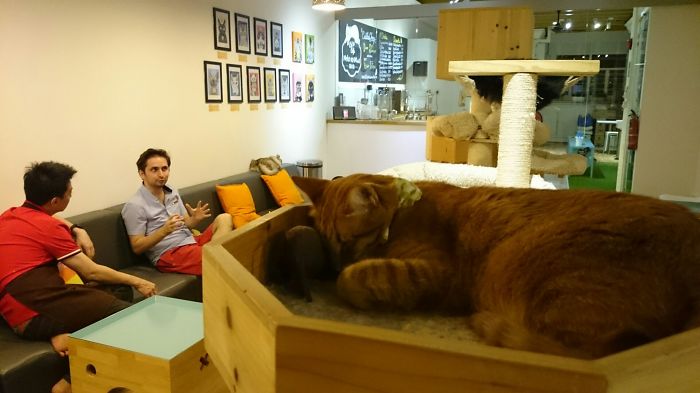 Cafe Neko No Niwa, Singapore