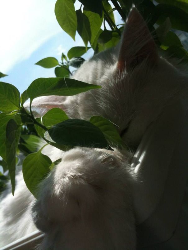 Ethery Napping In Chili Pepper Plants