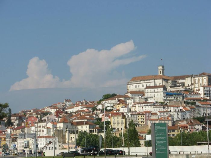 Dog Above Coimbra, Portugal