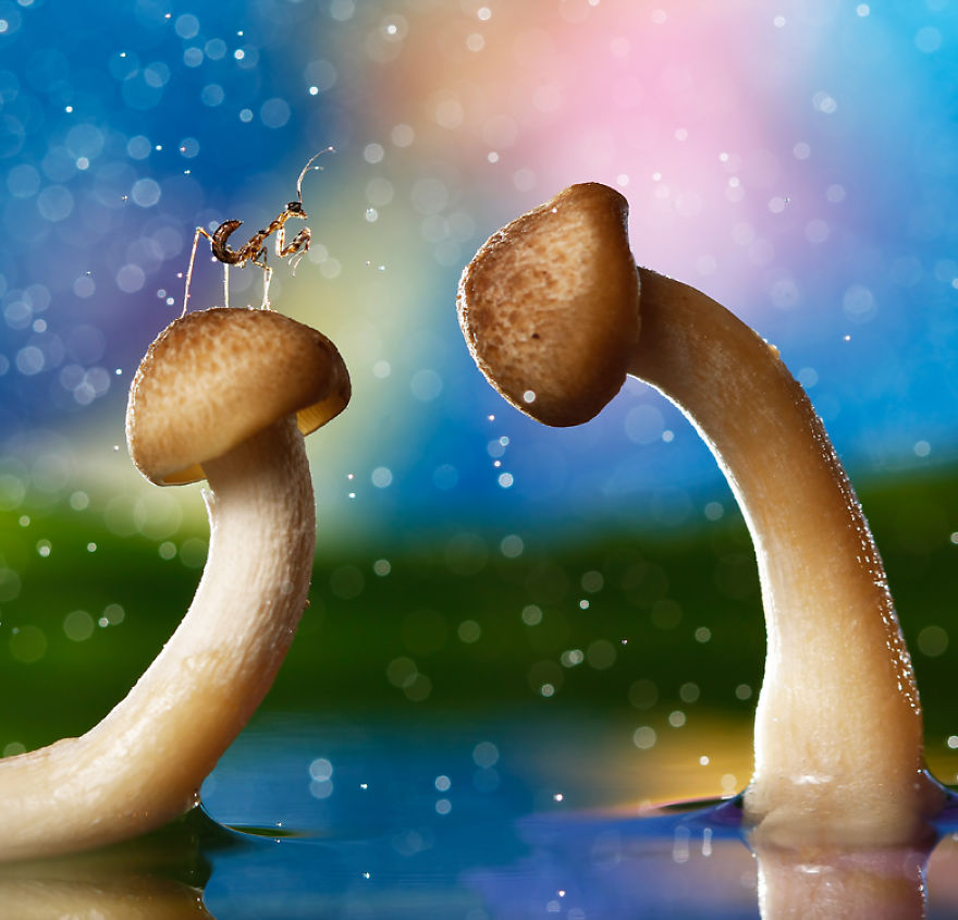 I Made A Photo-Shoot With Cute Insects That Visit Me In My Garden I Made A Photo-Shoot With Cute Insects That Visit Me In My Garden