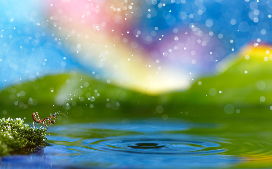 I Made A Photo-Shoot With Cute Insects That Visit Me In My Garden