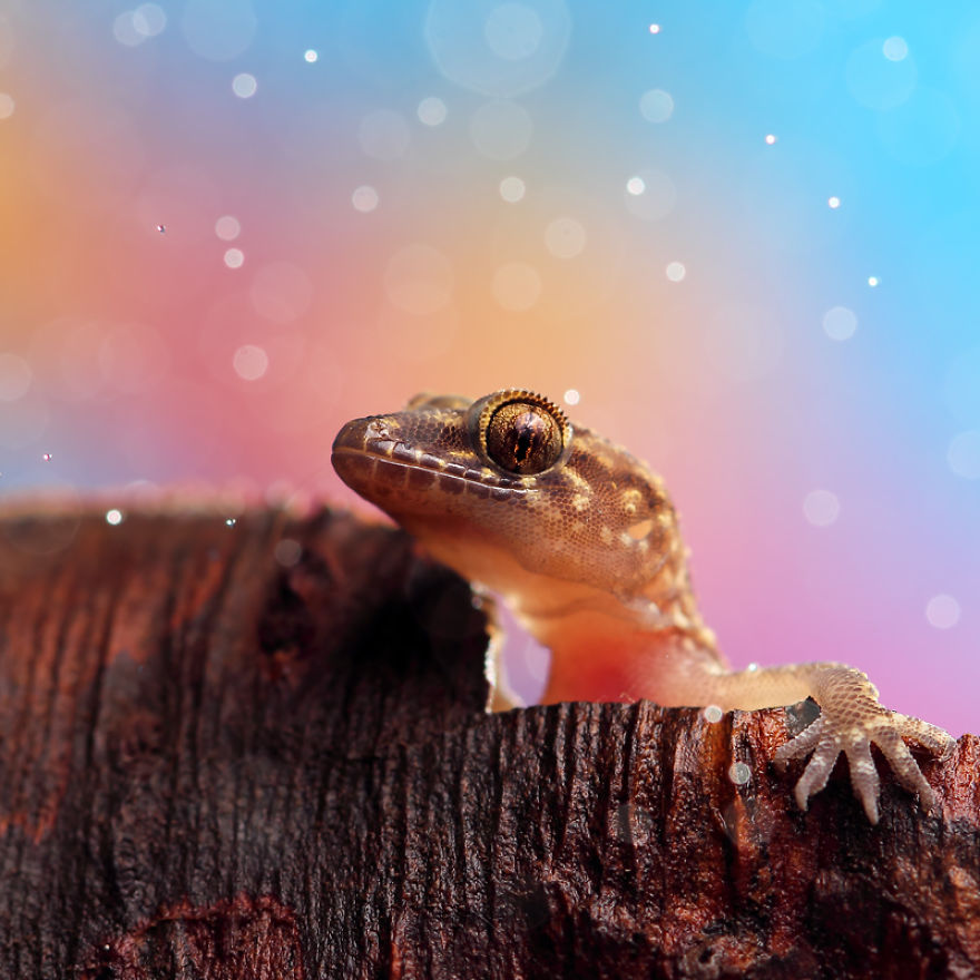 I Made A Photo-Shoot With Cute Insects That Visit Me In My Garden