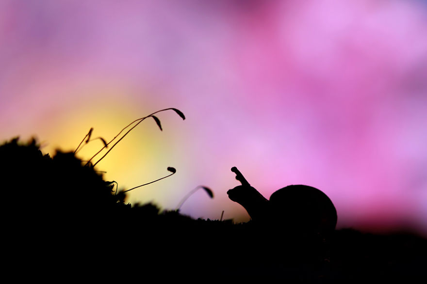 I Made A Photo-Shoot With Cute Insects That Visit Me In My Garden