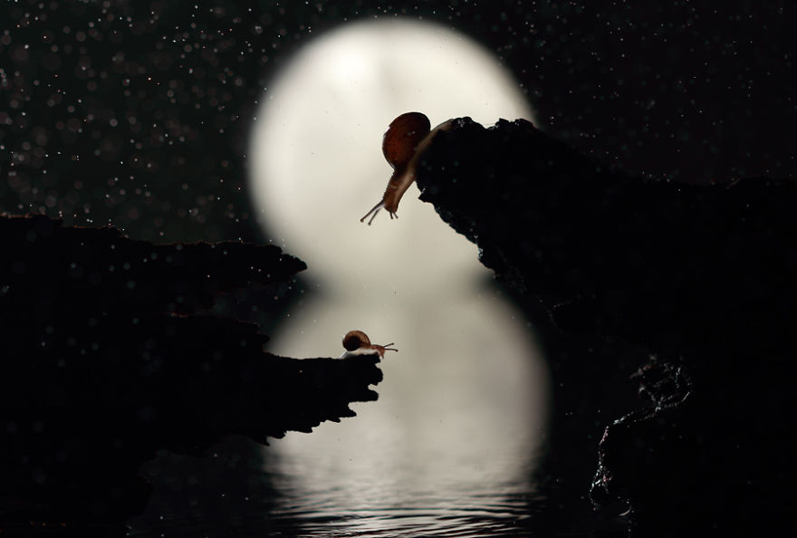 I Made A Photo-Shoot With Cute Insects That Visit Me In My Garden I Made A Photo-Shoot With Cute Insects That Visit Me In My Garden