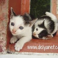 delyanetkarmoniyanet avatar