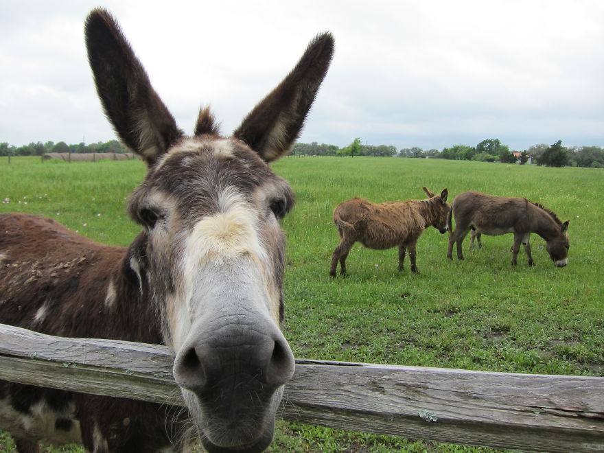 Stubborn Texas Mule Photobombs Donkeys