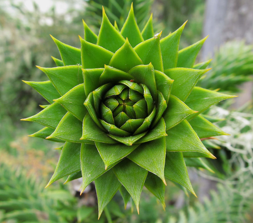 Araucaria Arucana