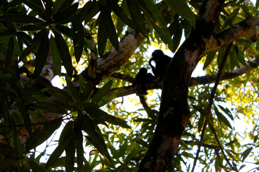 Artist Creates Rock Art With Monkeys In The Costa Rican Jungle