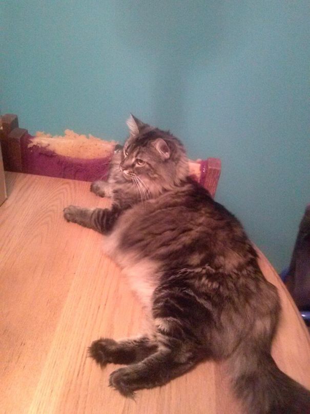 Åska - 24lbs, Not Considered Overweight By Vets - Just Fluffy.