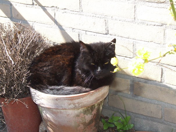 I Love The Early Sunshine