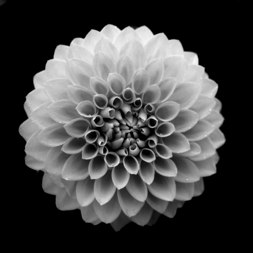 B&w Dahlia
