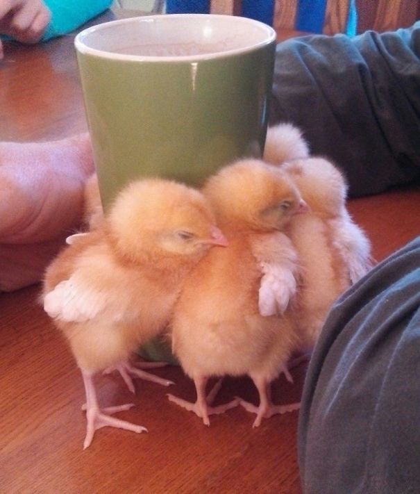 Baby Chicks