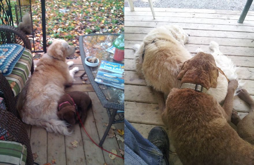 Bear (chesapeake Bay Retriever, 2 Months & 2 Yrs) Molson (golden Retriever, 12 Yrs And 14 Yrs)