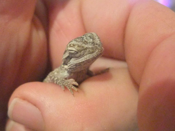 Baby Bearded Dragon