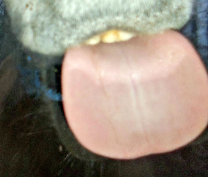 My Yearling Arabian Filly, Shenah, Loves To Lick My Van Windows!