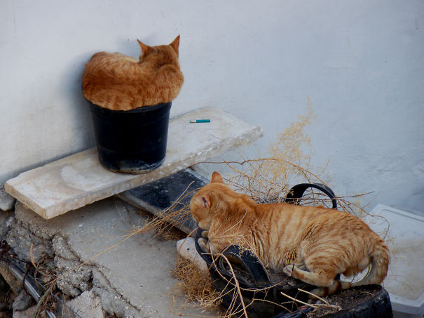Bill & Ben, Israeli Flower Pot Men