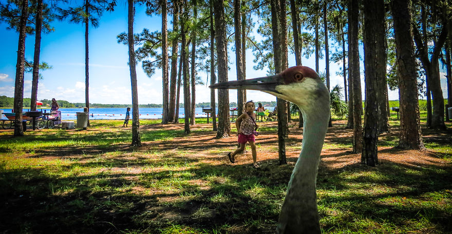 Sandhill Crane Photo-bomb