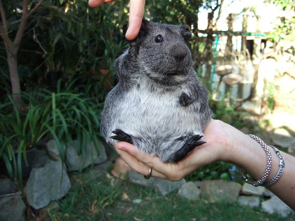 Guinea Pig Her Name Is Boo