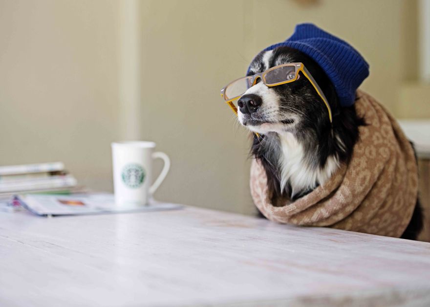 We Photographed Rescued Dogs To Celebrate Their Adoption