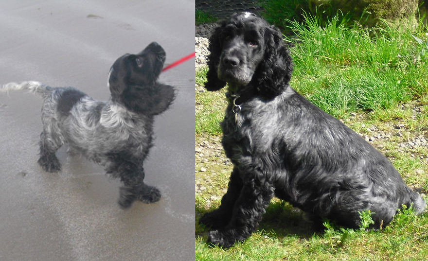 Rupert At 4 Months And 5 Years Later