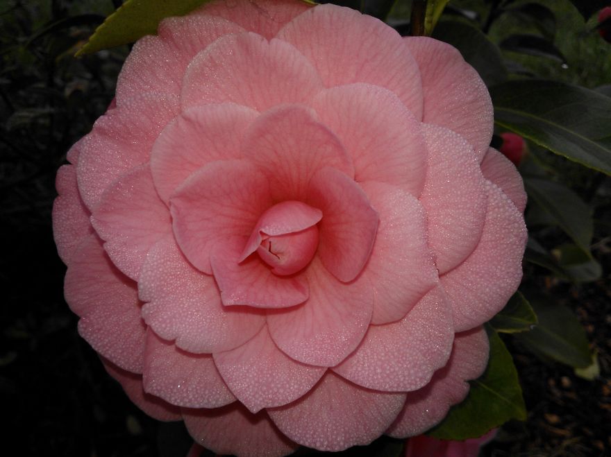 Camelia