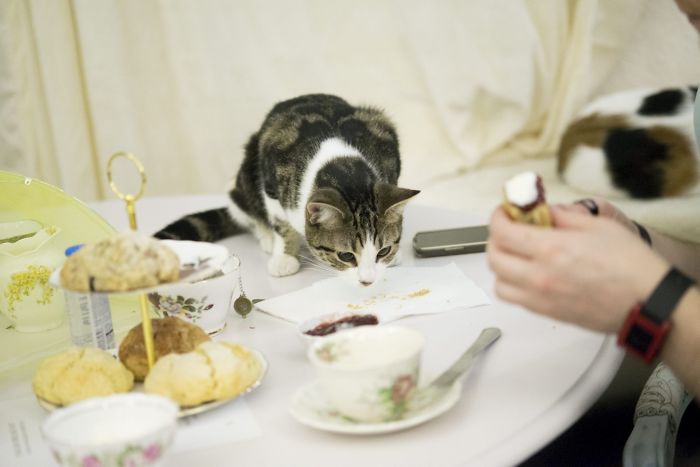 Lady Dinah's Cat Emporium, London