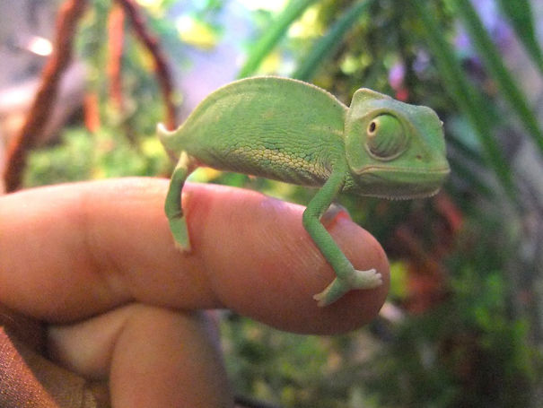 Baby Veiled Chameleon