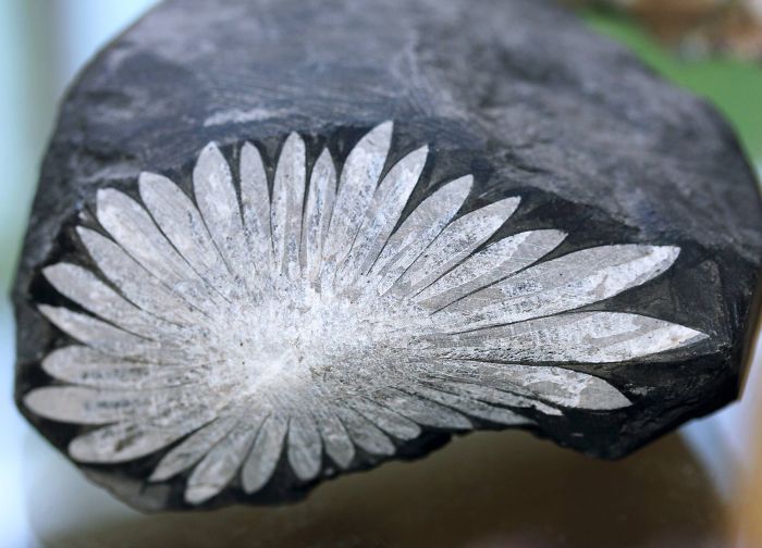 Unique mineral formation with petal-like patterns on a dark rock surface, showcasing natural beauty of minerals and stones.