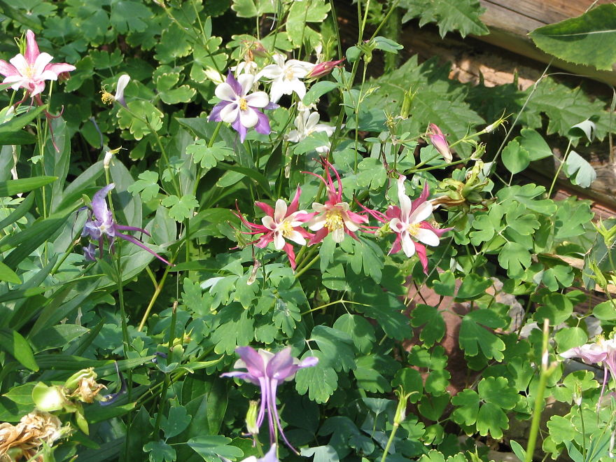 Columbine