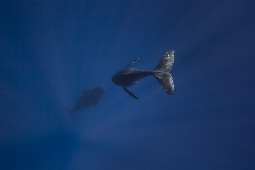 Swimming With Gentle Giants Swimming With Gentle Giants