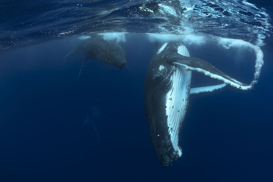 Swimming With Gentle Giants Swimming With Gentle Giants