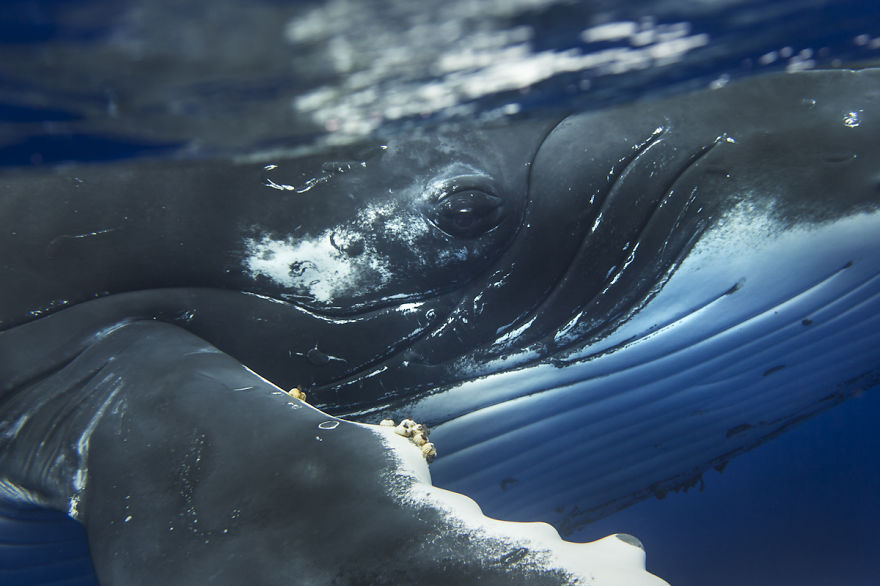 Swimming With Gentle Giants Swimming With Gentle Giants