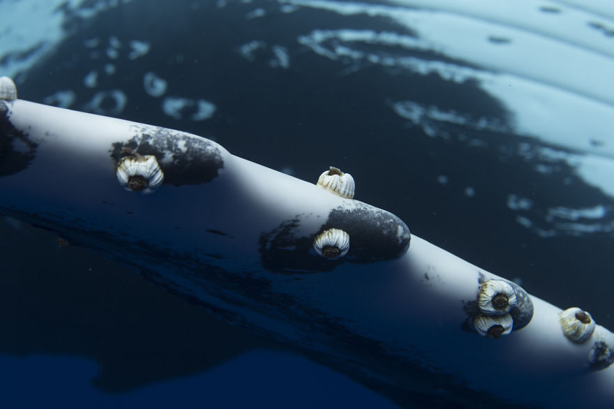 Swimming With Gentle Giants Swimming With Gentle Giants