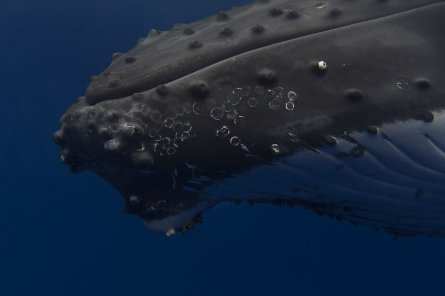 Swimming With Gentle Giants