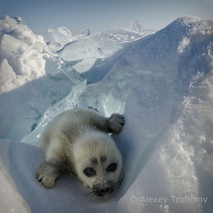 Cute Baby Seal Captured By Russian Photographer