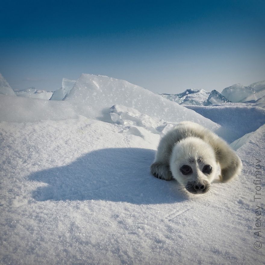 Cute Baby Seal Captured By Russian Photographer Cute Baby Seal Captured By Russian Photographer