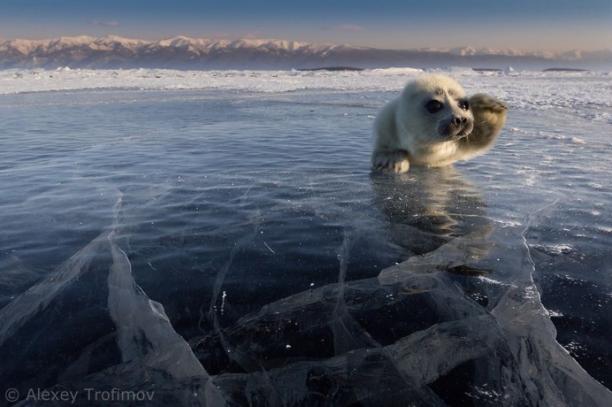 Cute Baby Seal Captured By Russian Photographer Cute Baby Seal Captured By Russian Photographer