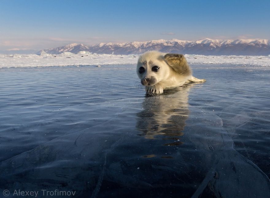 Cute Baby Seal Captured By Russian Photographer