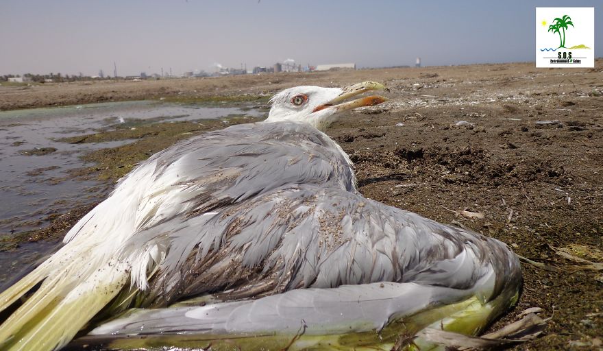 The Tunisian Chemical Group Ecocide In Gabes (tunisia)