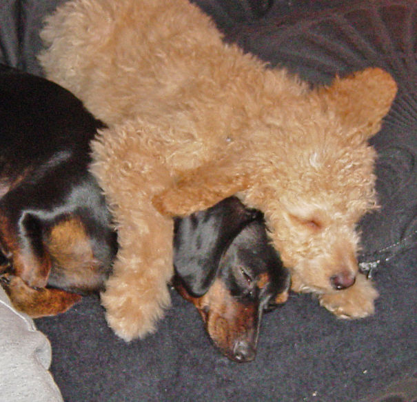 Teddy And Pumpkin Inseparable