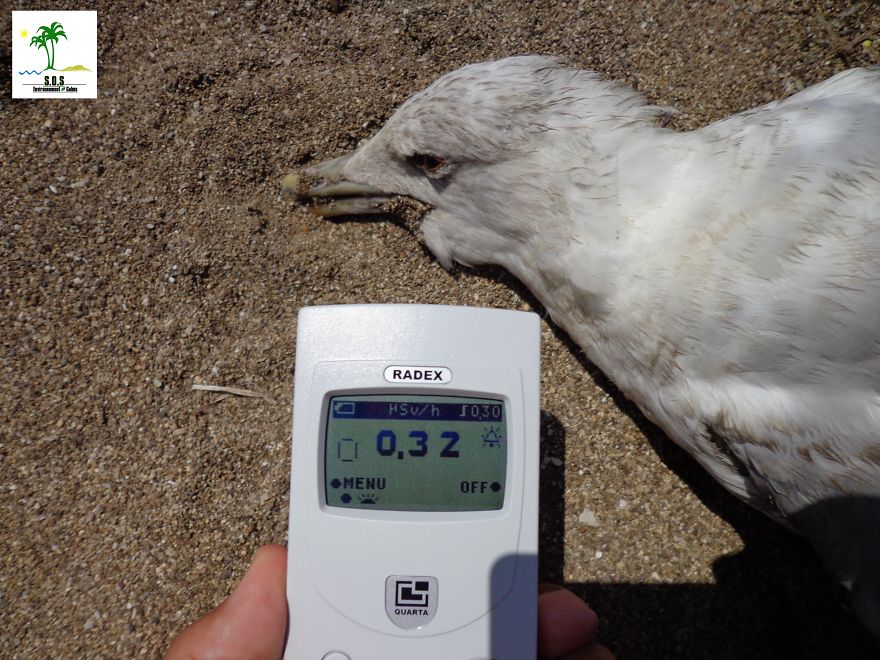 Radioactive Pollution Of Gabes Coast (tunisia)
