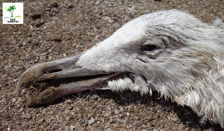 The Tunisian Chemical Group Ecocide In Gabes (tunisia)