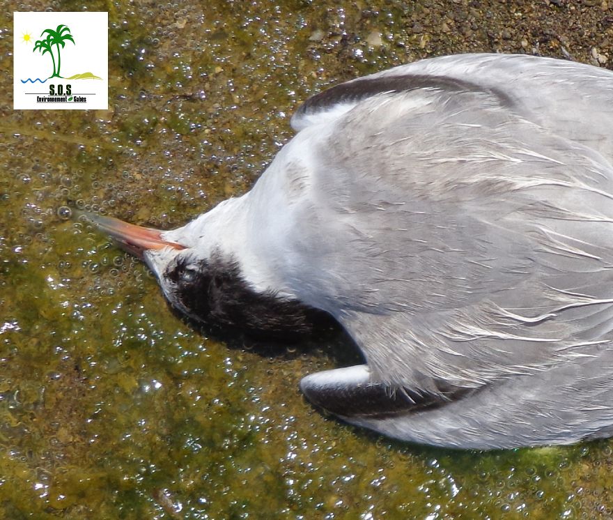 The Tunisian Chemical Group Ecocide In Gabes (tunisia)