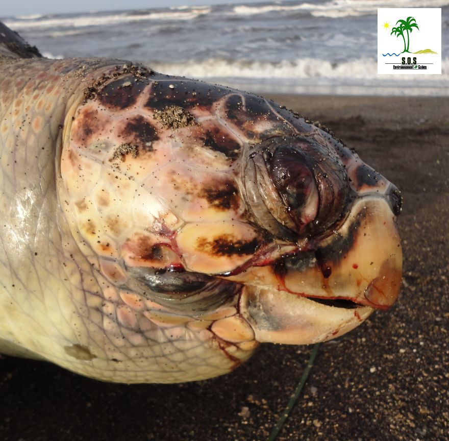 The Tunisian Chemical Group Ecocide In Gabes (tunisia)